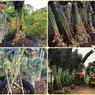 Chà là mô Barhee Vàng